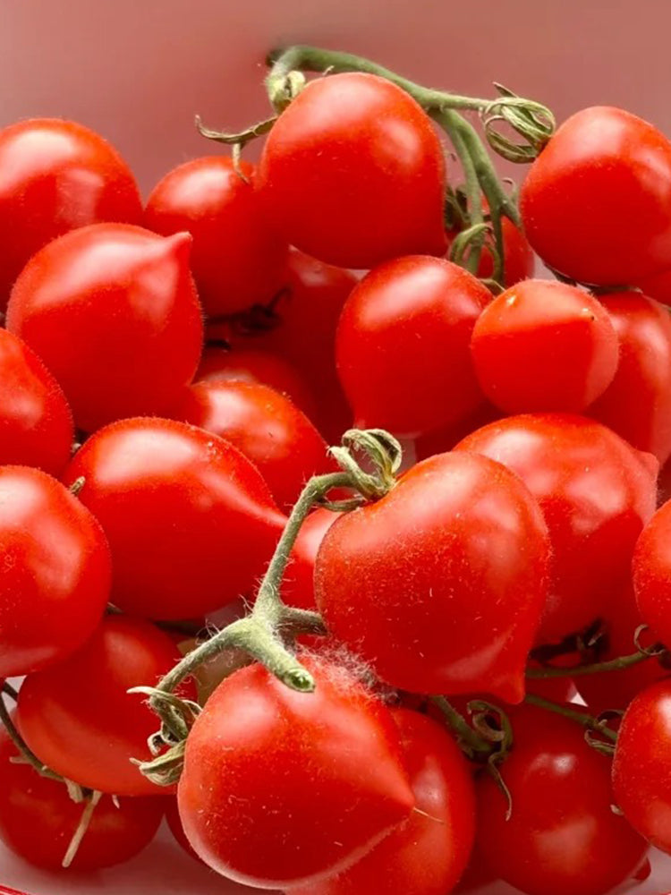 'Evita' Mini Potted Tomato