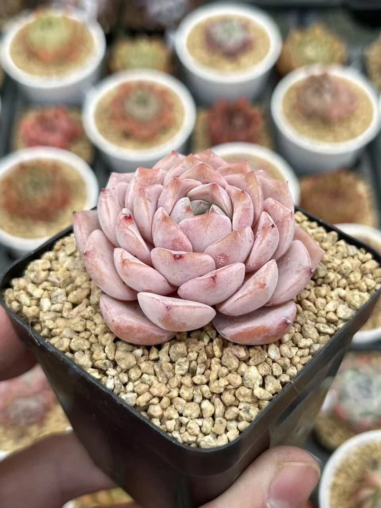 Echeveria 'Grace'