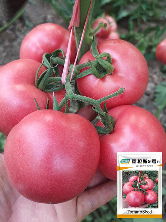 Alas No.9 Hybrid Pink Tomato Seeds