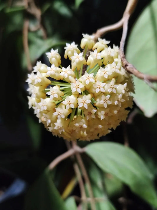 Hoya incrassata Unrooted Stem Cuttings