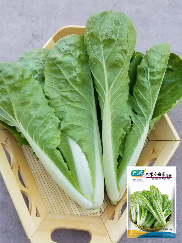 White-Stemmed Bok Choy