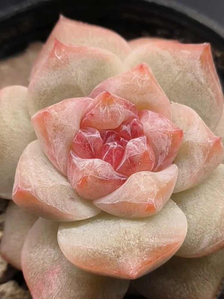Echeveria cv. 'Pink Diamond'
