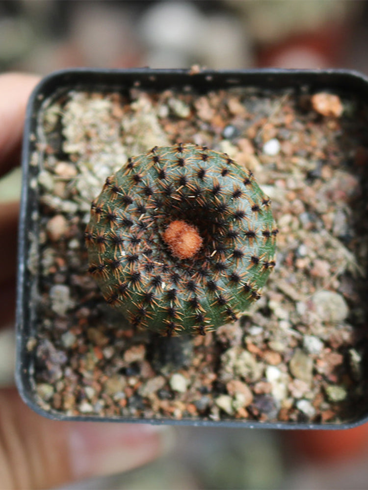 Frailea phaeodisca