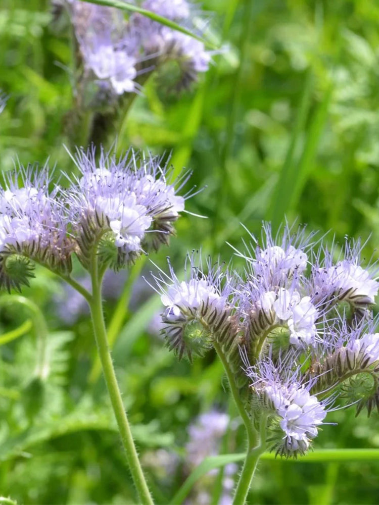 Lacy Phacelia