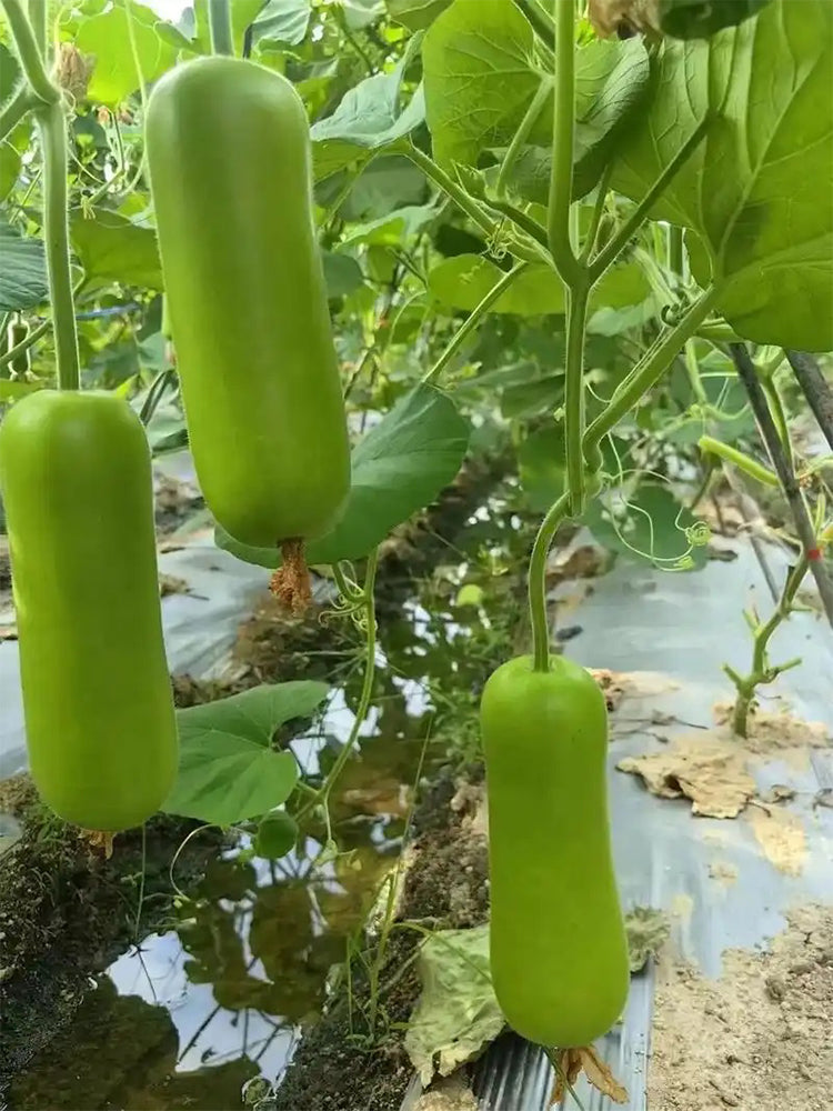 Guangpu 1701 Bottle Gourd