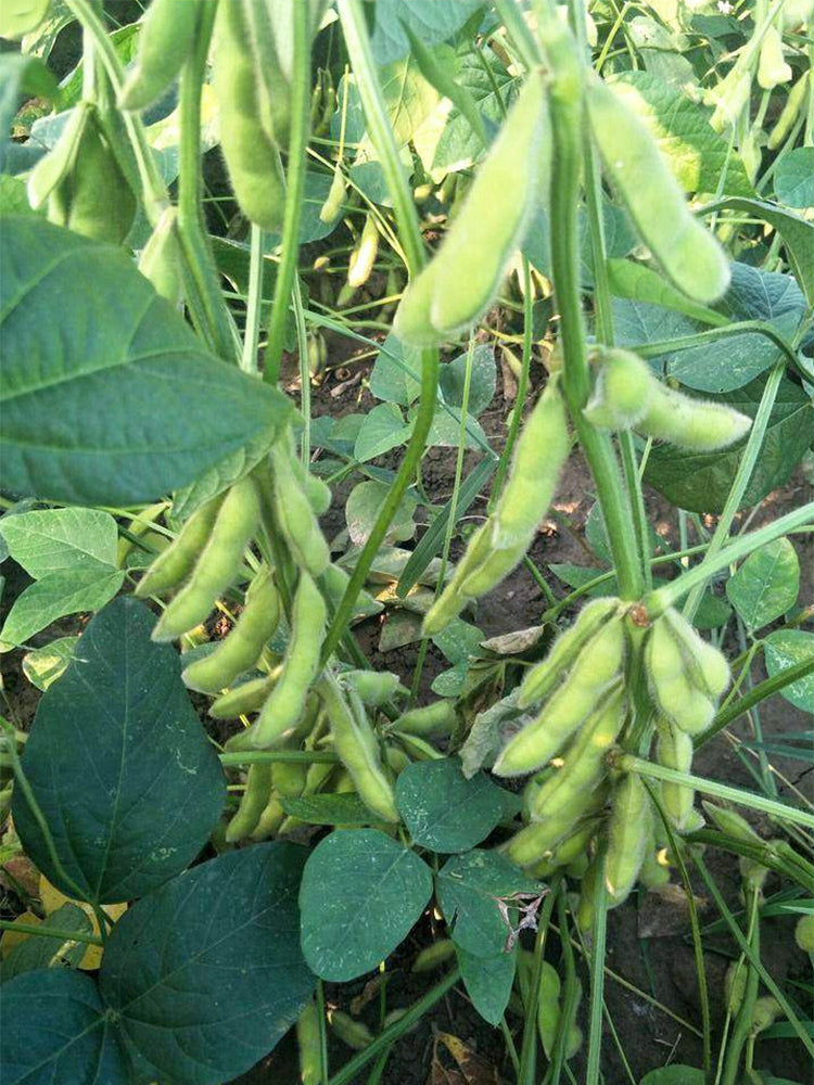 Jiaoda No.18 Edamame