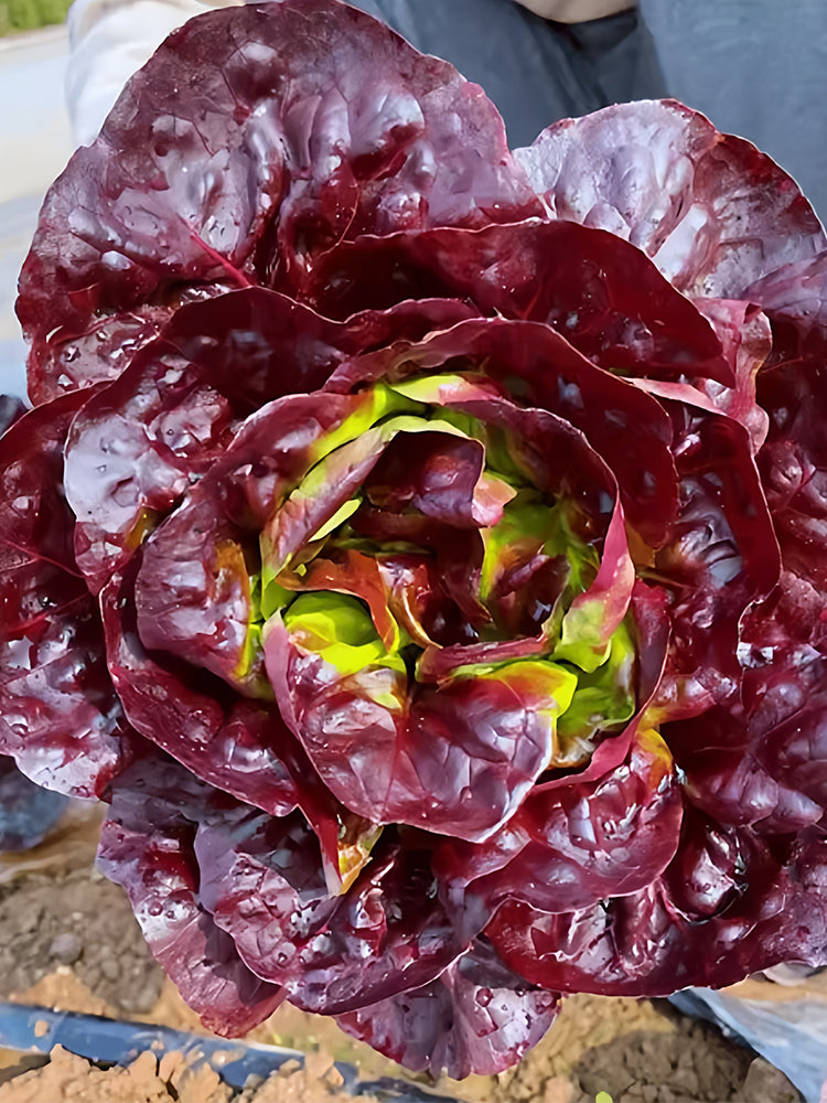 Coffee-colored Butter Lettuce