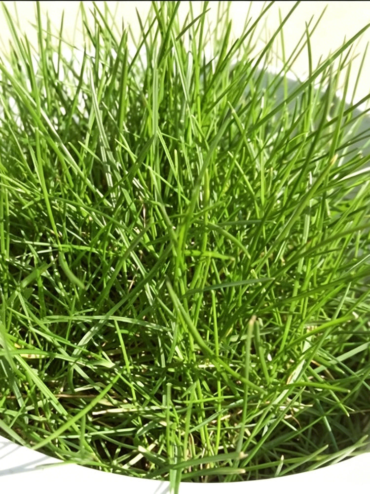 Purple Sheep Fescue