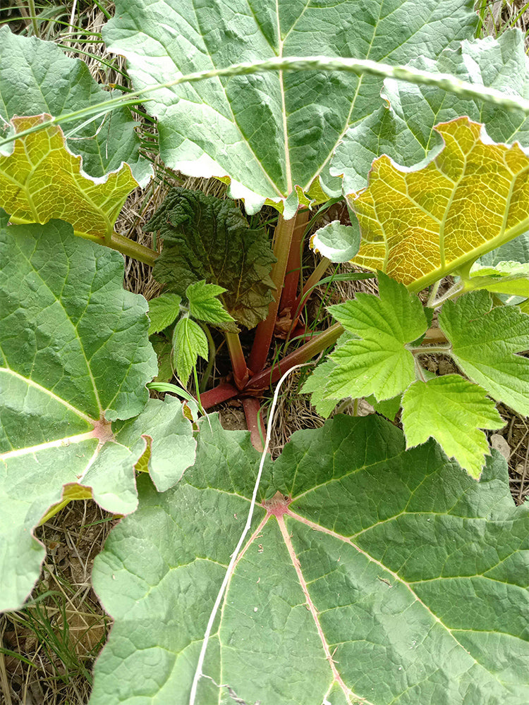 Garden Rhubarb