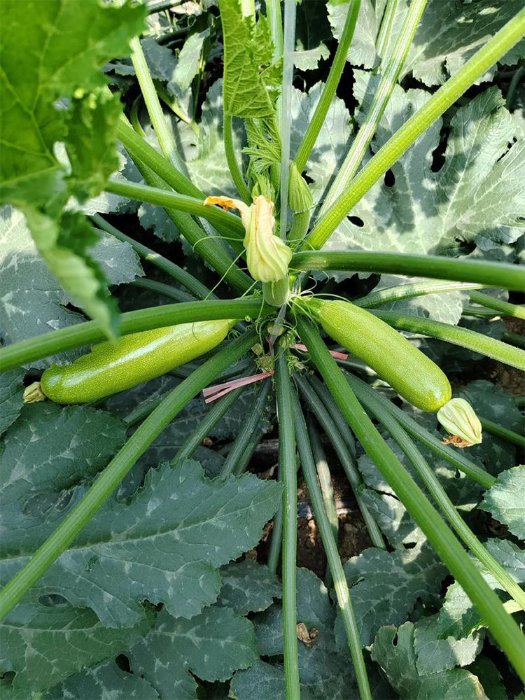 'Wansheng Chunqiubao' Zucchini