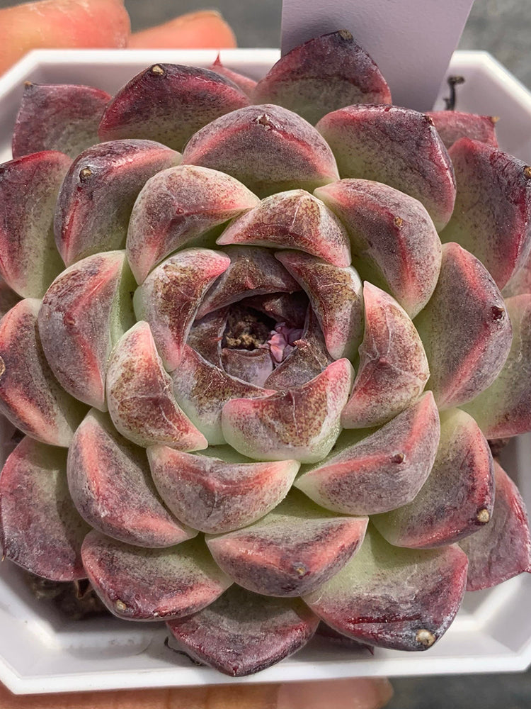 Echeveria cv. 'Purple Fairy'‌