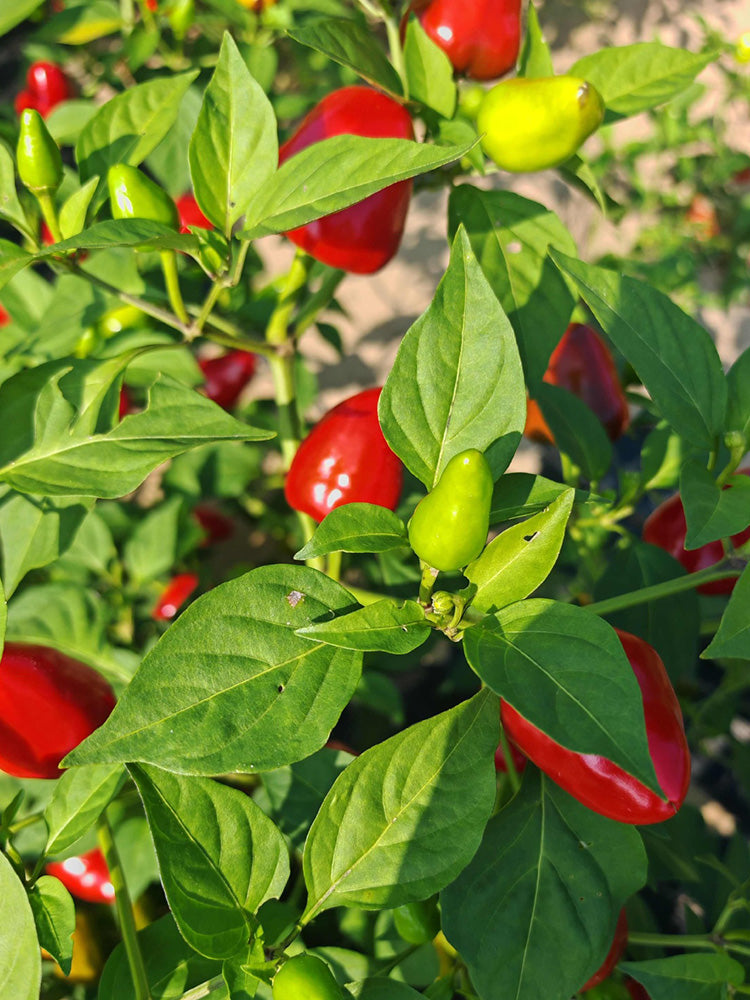Spicy Aromatic Jar Pepper