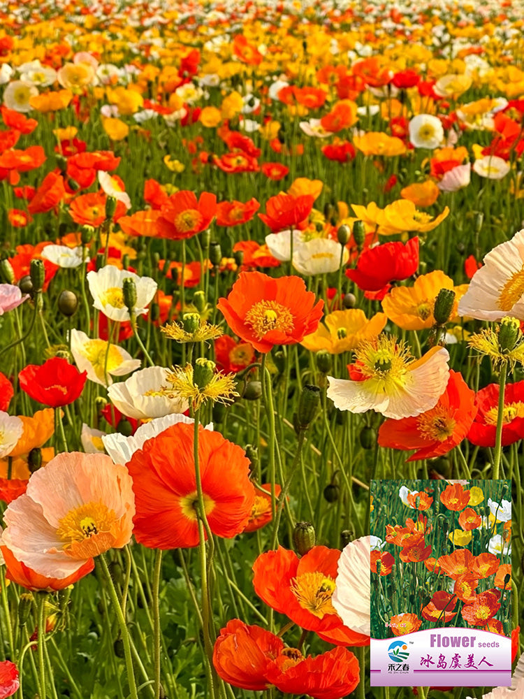 Iceland Poppy