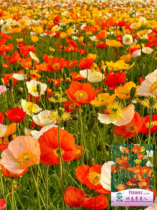 Iceland Poppy