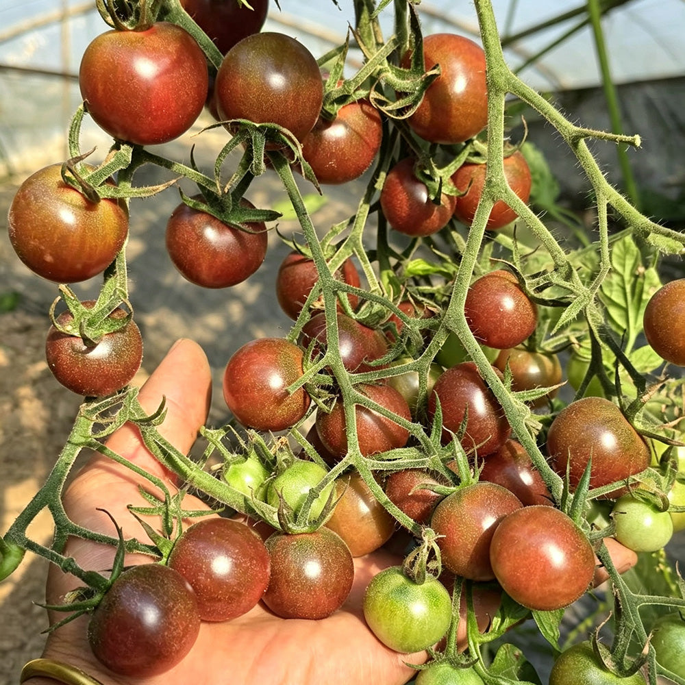 610 Reinhard Kraft's Purple Sugar Cherry Tomato
