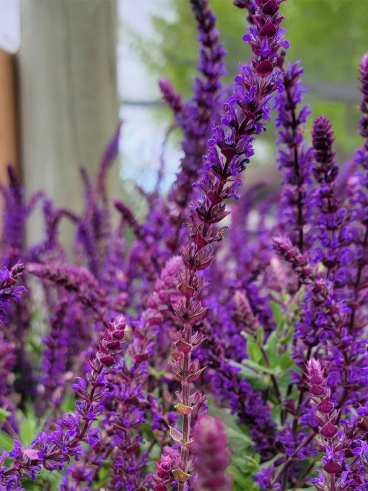 Hezhichun Woodland Sage