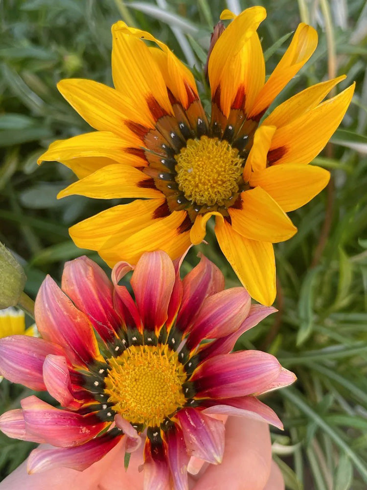 Gazania