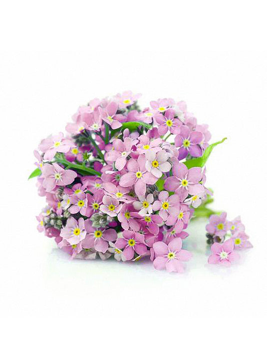 Pink Alpine forget-me-not (Myosotis alpestris)
