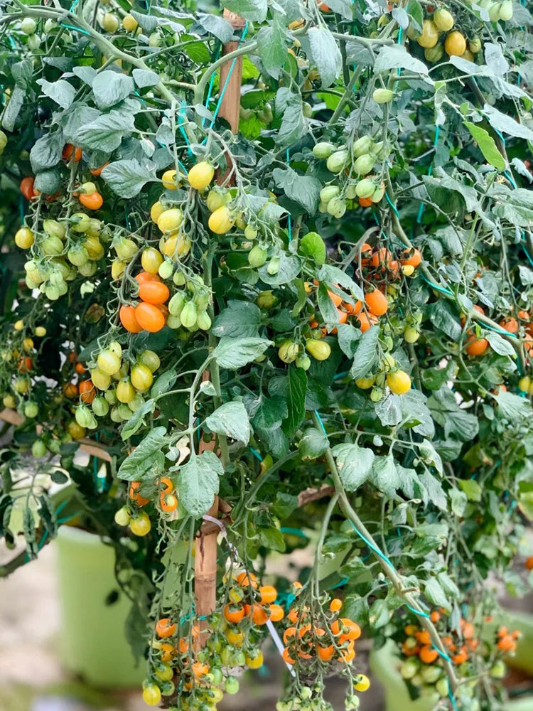 Orange Fountain Tomato