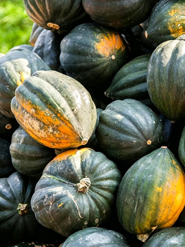 Acorn Squash