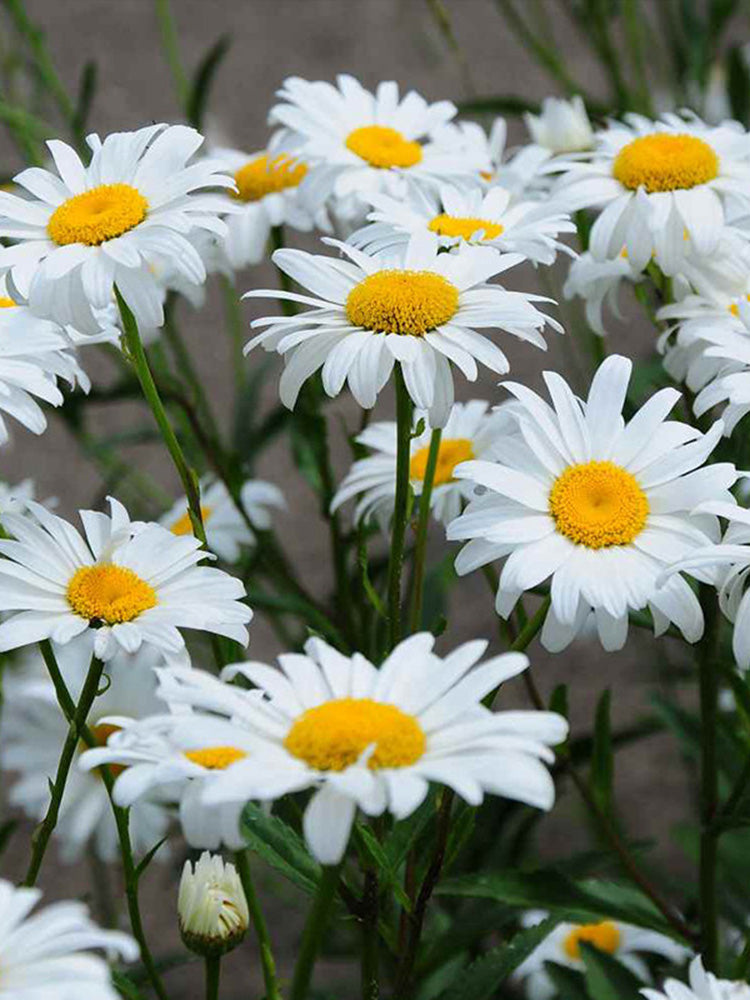 Shasta Daisy