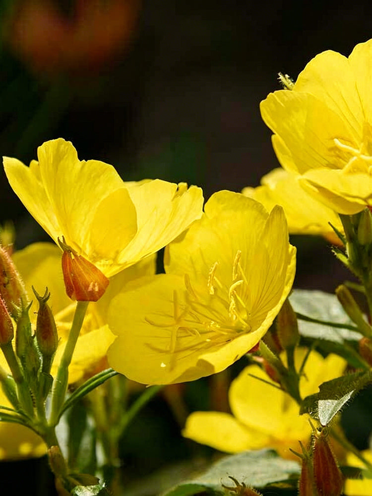 Yellow Evening Primrose