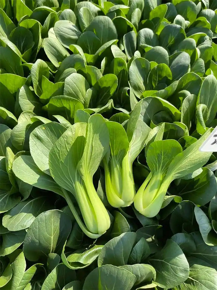 'Jinmei 22' Pak Choi