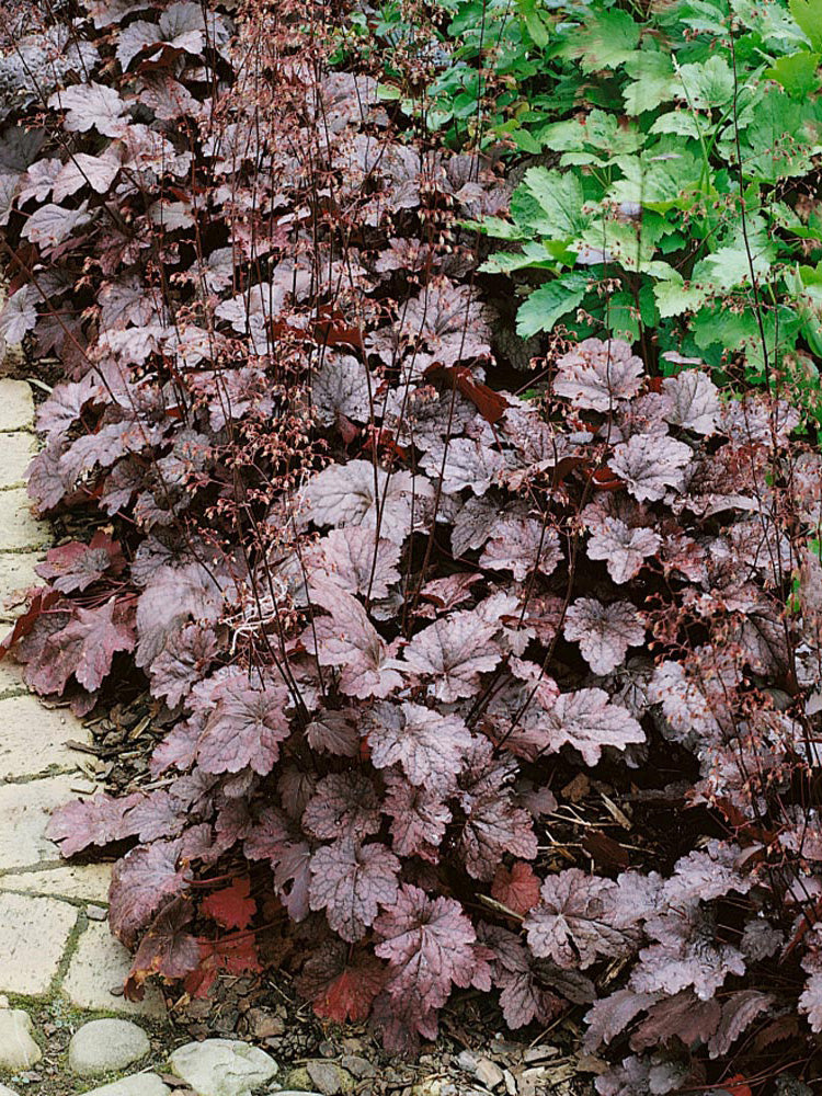 Purple Palace Heuchera