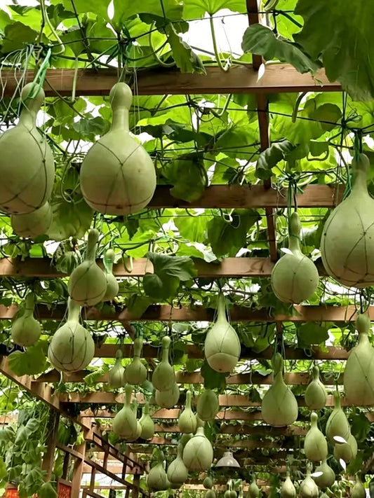 Xinjiang Bottle Gourd
