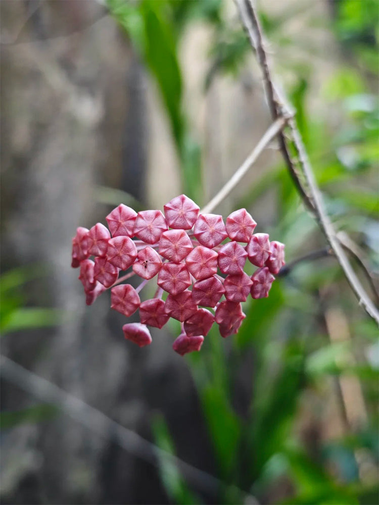 Hoya ilagiorum Unrooted Stem Cuttings