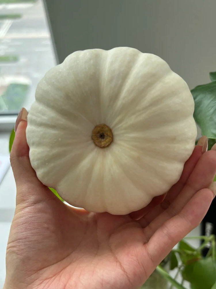 Specialty Mini White Beibei Squash