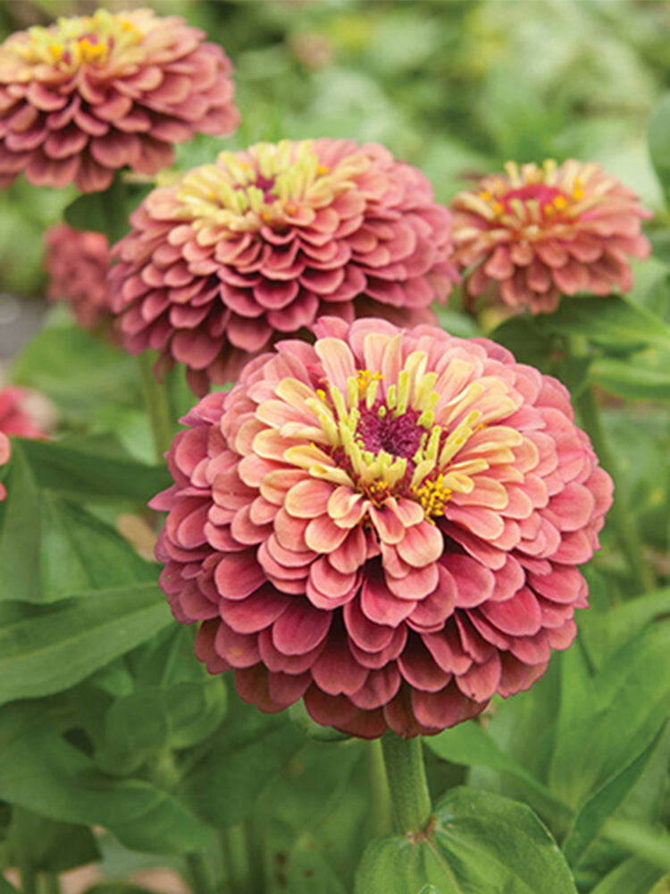Zinnia elegans 'Queeny Lime Red'