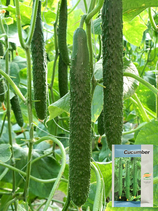 'Fuyang No.2' F1 Cucumbers (Cucumis sativus)