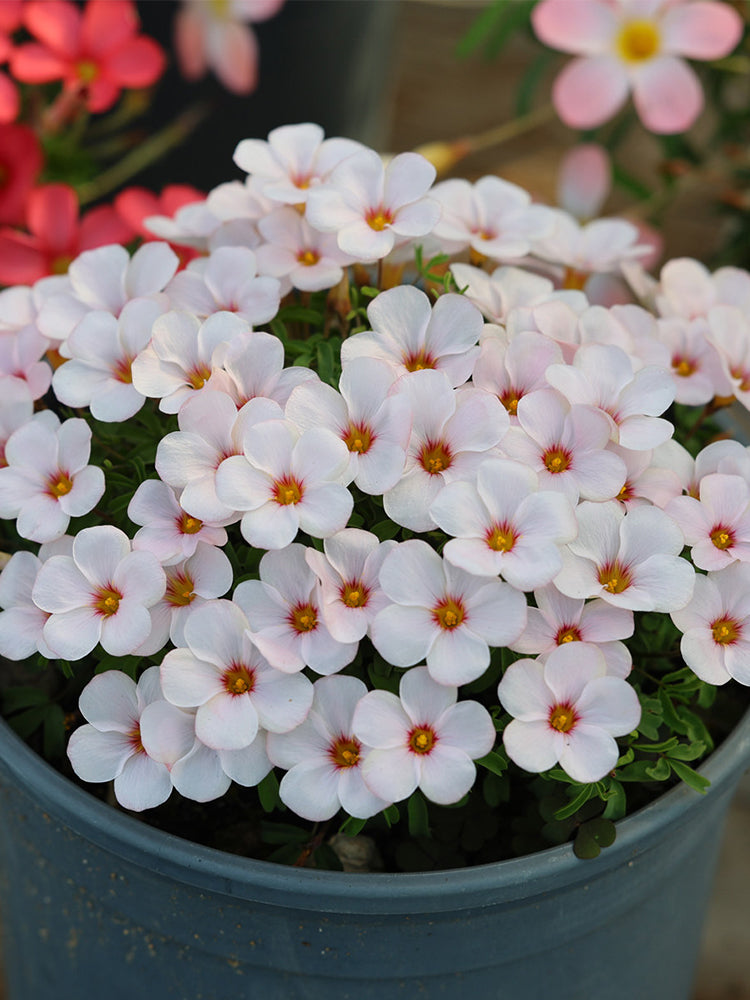 Oxalis 'Ice Wolf'