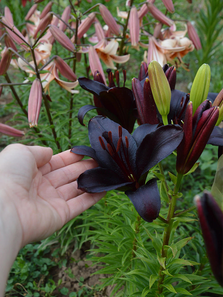 Lilium 'Black Knight'