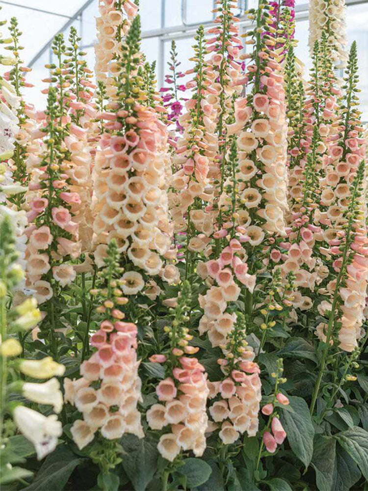 Pink Foxglove