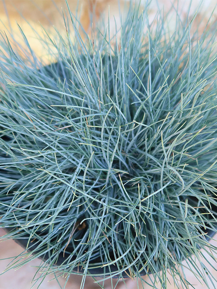 Festuca glauca
