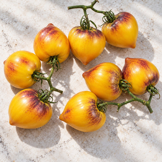 304 Strawberry Sergeant Orange F5 Tomato