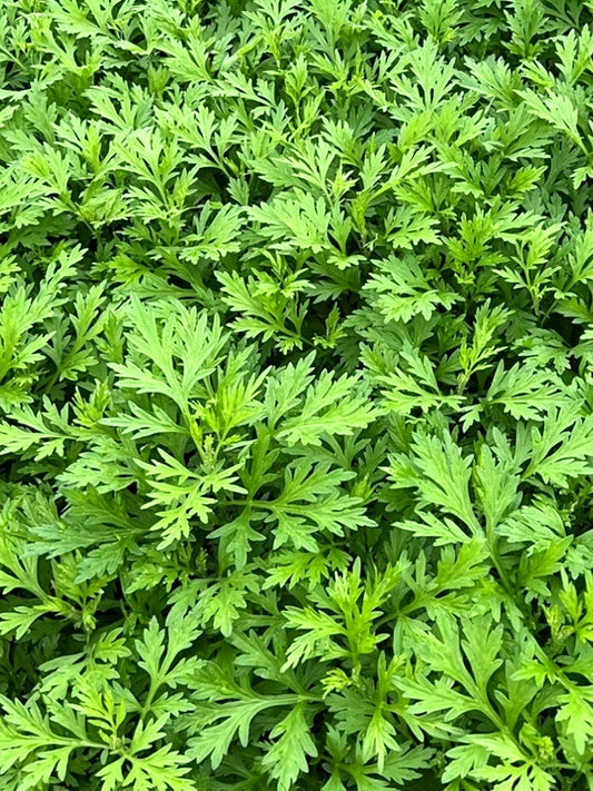 Fragrant Artemisia