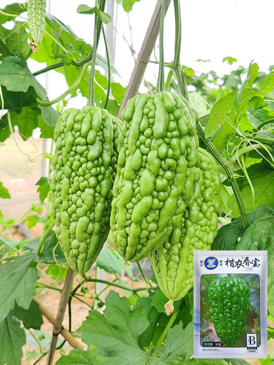 'Kainong Chunbao' Bitter Gourd