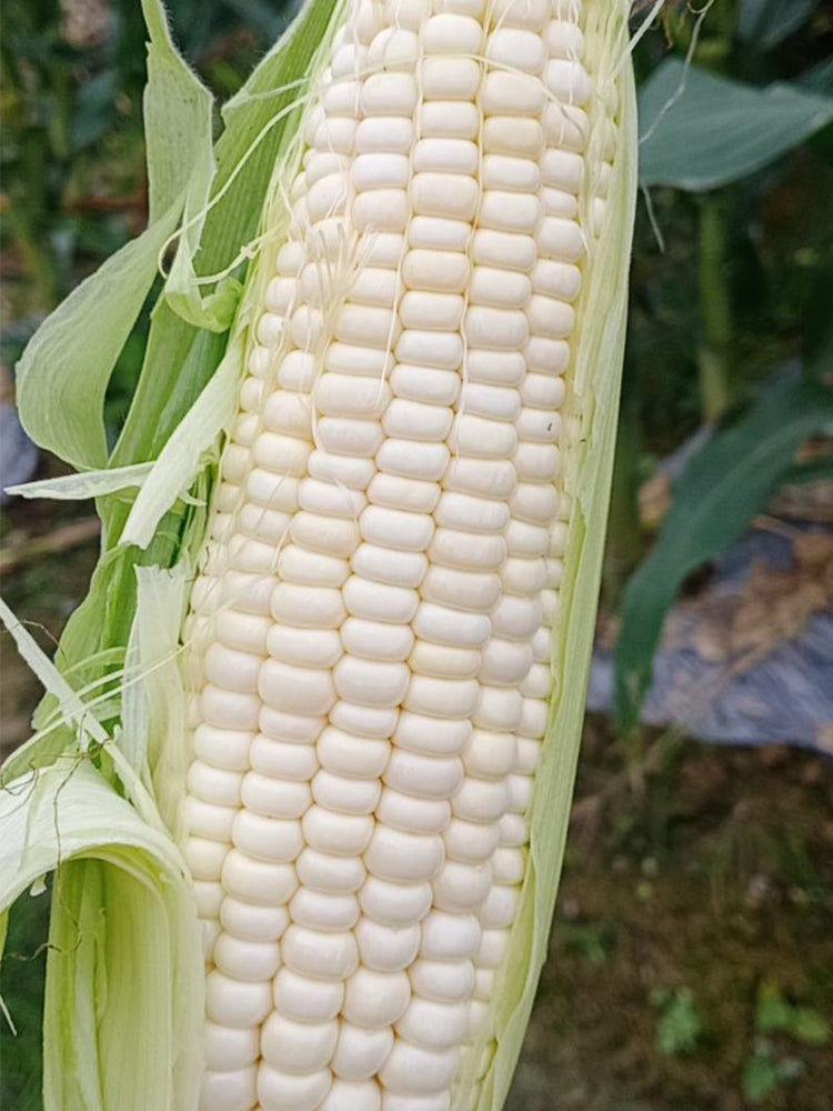 White Sweet Glutinous Corn