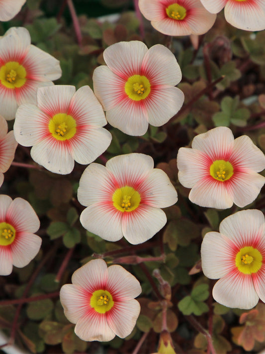 Oxalis obtusa Series Bulb - 'Blush Eyelash'