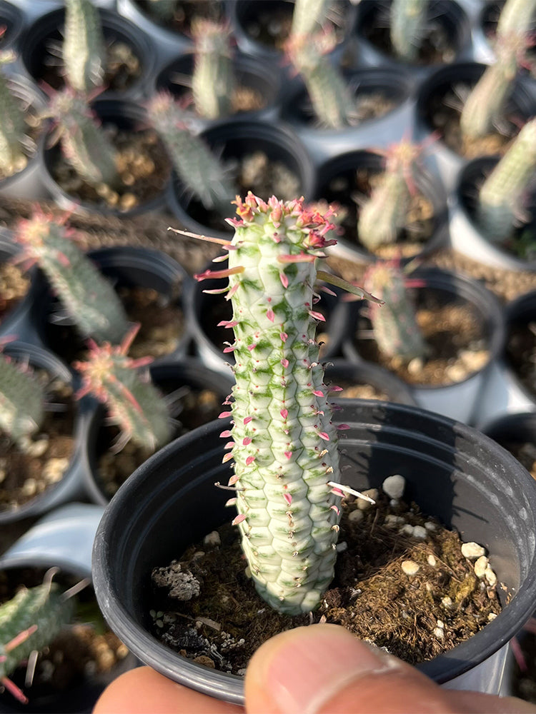 Euphorbia mammillaris 'Variegata'