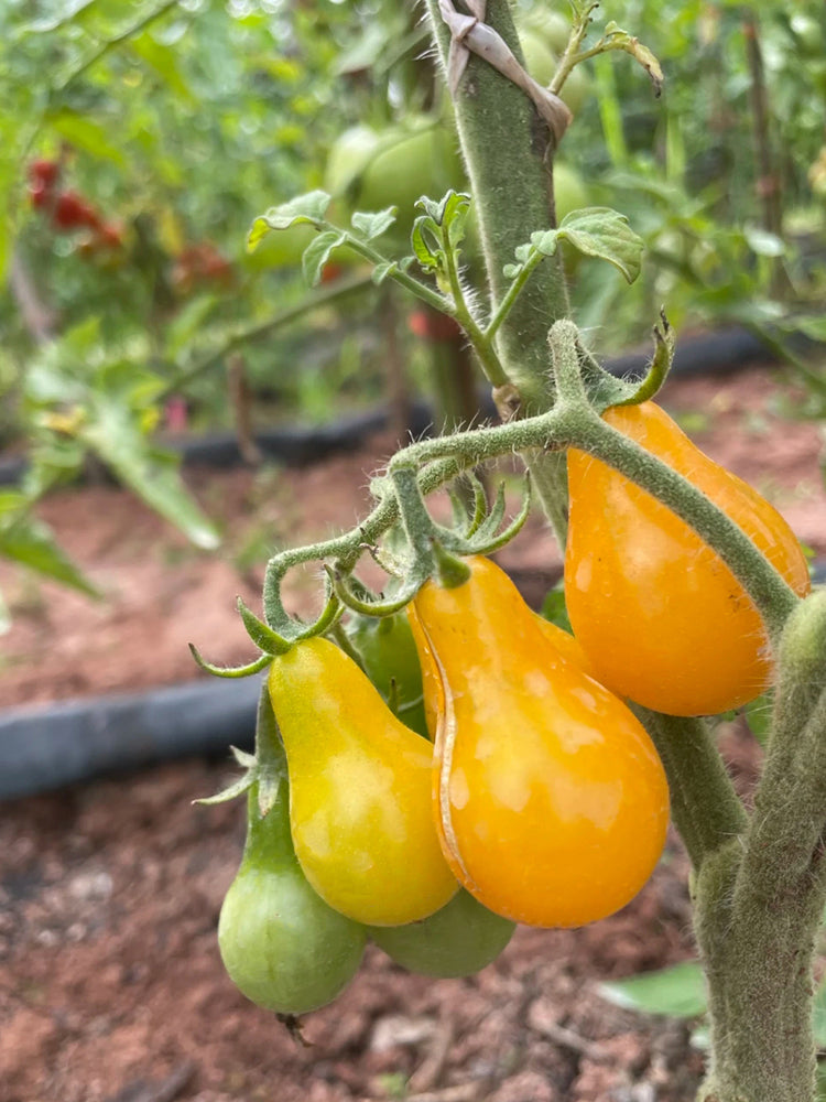 Yellow Pear Tomato