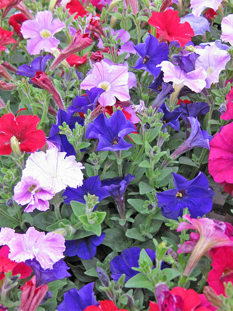 Hezhichun Mixed Color Petunia