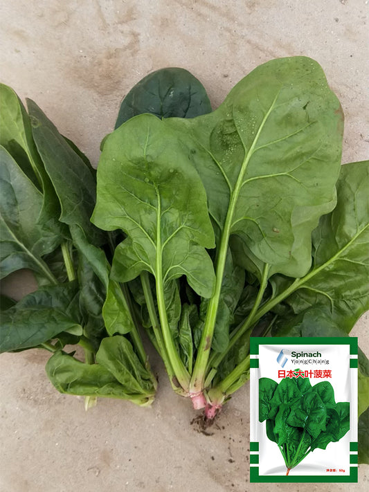 Japanese Large-Leaf Spinach
