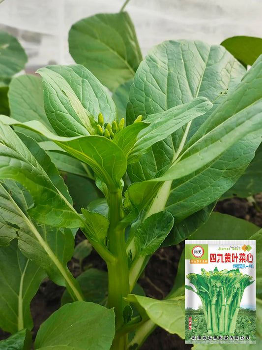 Sijiu Yellow-leaf Choy Sum