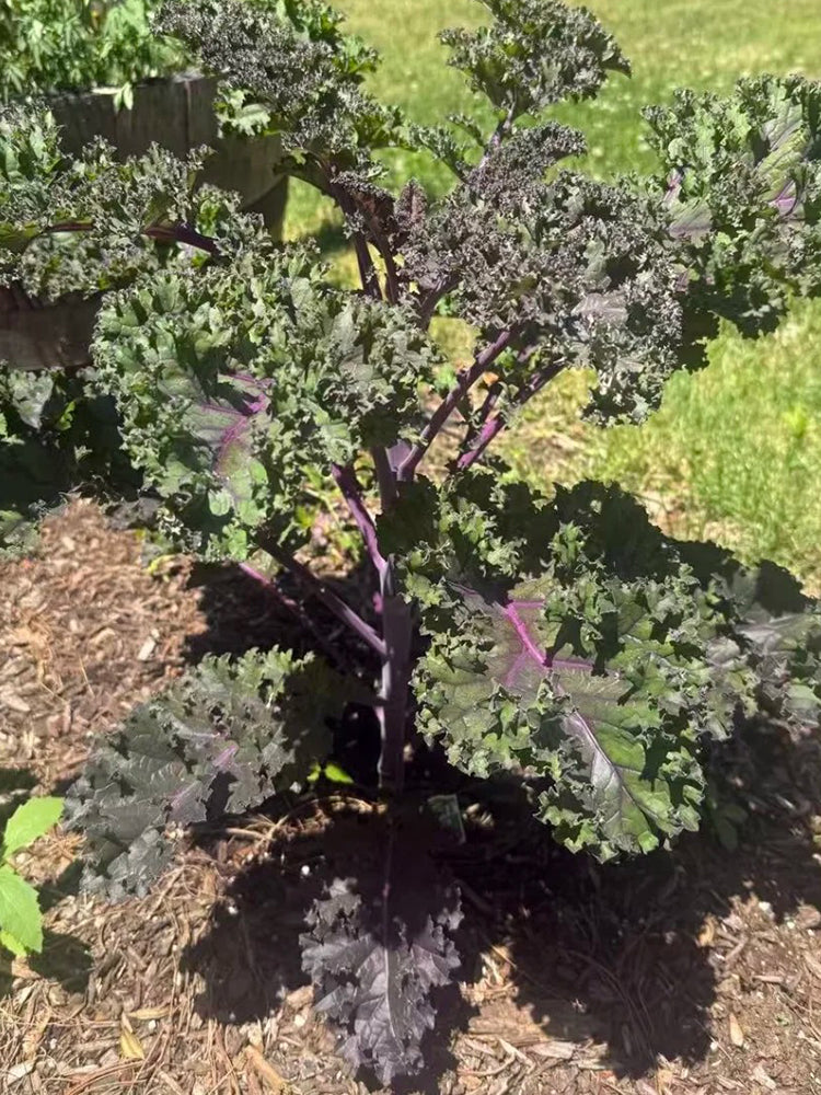 Ziyu No. 1 Kale