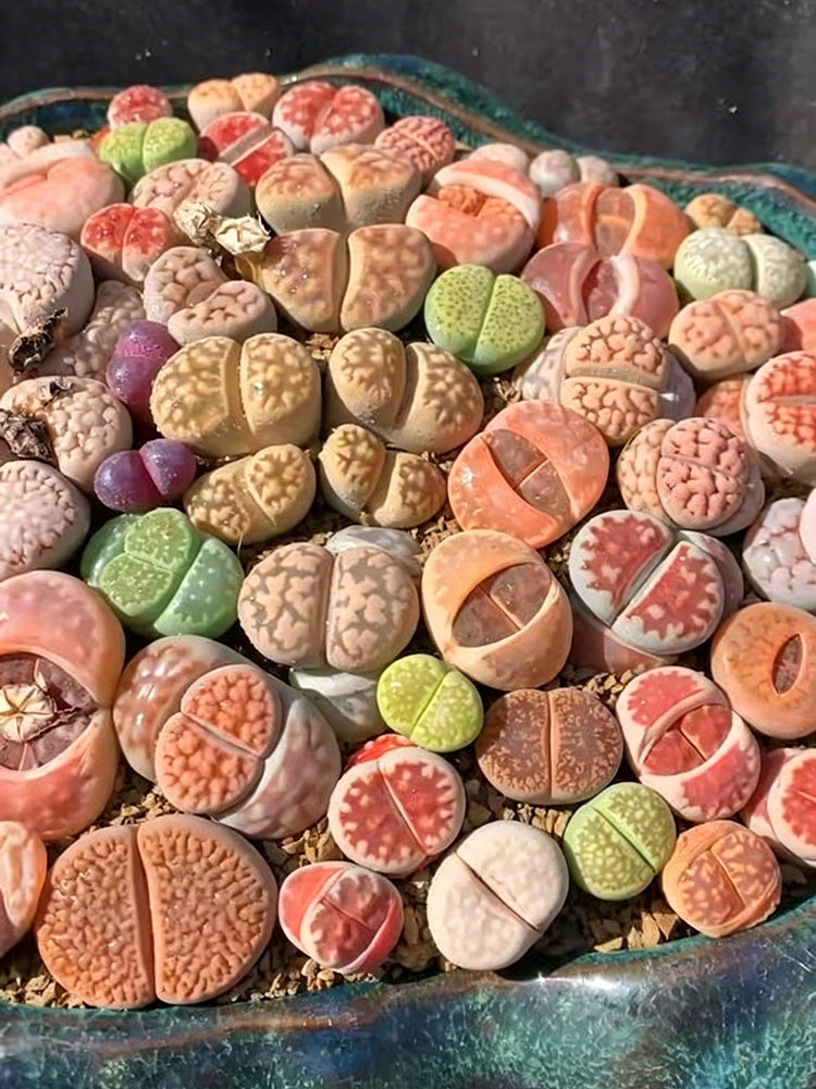Mixed Lithops