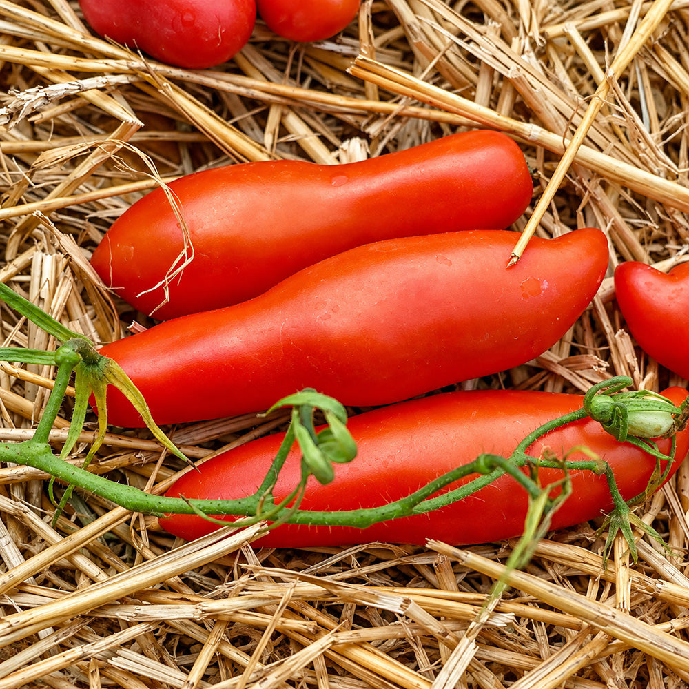 223 Royal Finger Tomato